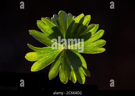 Aconite d'hiver, Eranthis hyemalis, Winterakoniet Banque D'Images