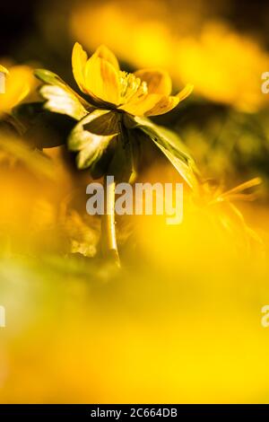 Aconite d'hiver, Eranthis hyemalis, Winterakoniet Banque D'Images