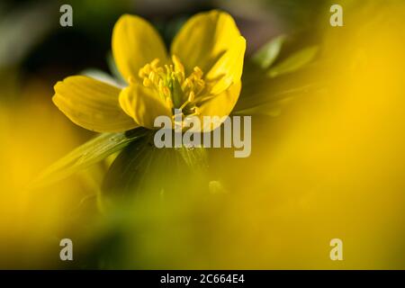 Aconite d'hiver, Eranthis hyemalis, Winterakoniet Banque D'Images