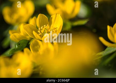 Aconite d'hiver, Eranthis hyemalis, Winterakoniet Banque D'Images