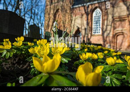 Aconite d'hiver, Eranthis hyemalis, Winterakoniet Banque D'Images