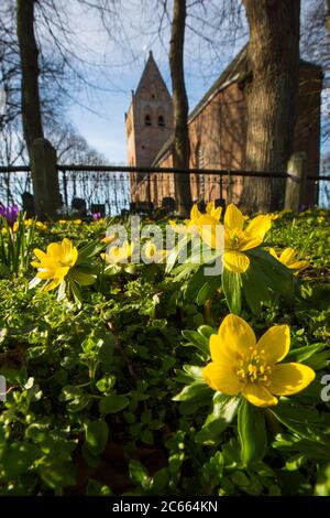 Aconite d'hiver, Eranthis hyemalis, Winterakoniet Banque D'Images