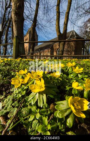 Aconite d'hiver, Eranthis hyemalis, Winterakoniet Banque D'Images