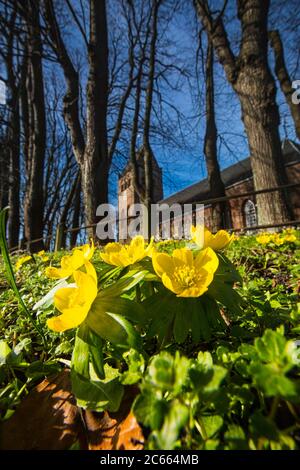 Aconite d'hiver, Eranthis hyemalis, Winterakoniet Banque D'Images