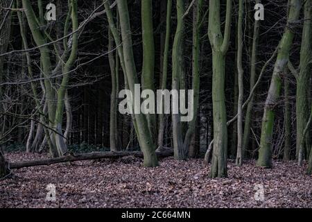 Forêt sombre sinistre Banque D'Images