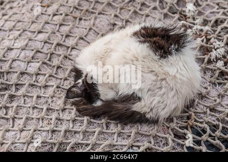 Chat à Essaouira dormir sur un filet de pêche, Maroc Banque D'Images
