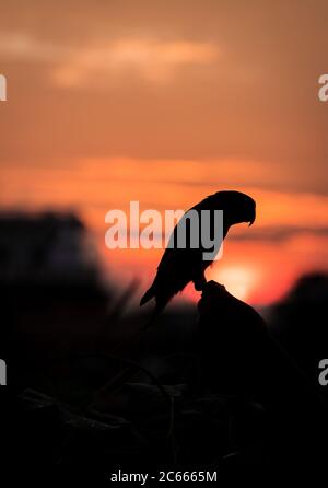 Parakeet à anneaux roses silhoueté contre le soleil couchant. Banque D'Images