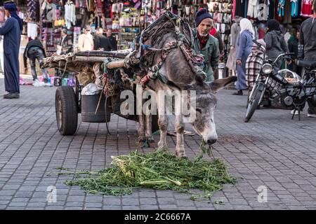 Chariot d'âne dans une allée à Marrakech, au Maroc Banque D'Images