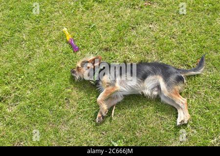 Un chien drôle est couché sur le dos avec des pattes en haut jouant avec un jouet sur l'herbe verte dans un jardin ensoleillé. Banque D'Images