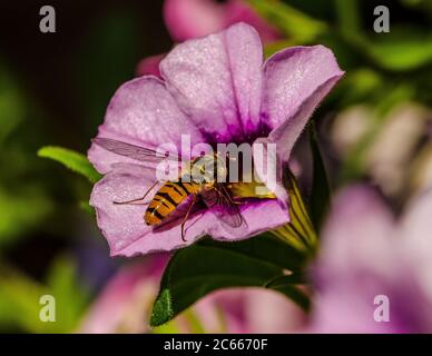 Les mouches à bosse sont de la famille des insectes Syrphidae. Comme leur nom commun le suggère, on les voit souvent voler ou s'étrangler à des fleurs. Banque D'Images