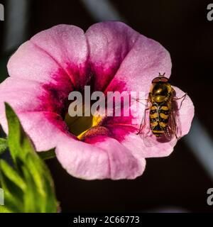 Les mouches à bosse sont de la famille des insectes Syrphidae. Comme leur nom commun le suggère, on les voit souvent voler ou s'étrangler à des fleurs. Banque D'Images