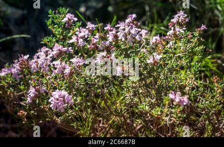 Thym sauvage dans l'Etang du Doul près de Peyriac du Mer au printemps, Banque D'Images