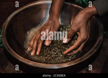 Grains de café lavés avant la torréfaction Banque D'Images