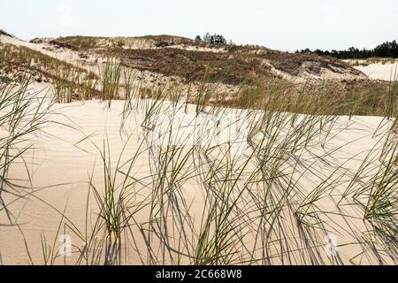 Pologne, Parc national slovène, dune de Czolpino Banque D'Images