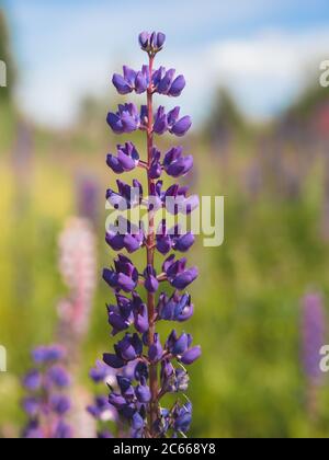 fleur lupin violette dans le champ. Plan vertical concept Cottagecore et Farmcore. Banque D'Images