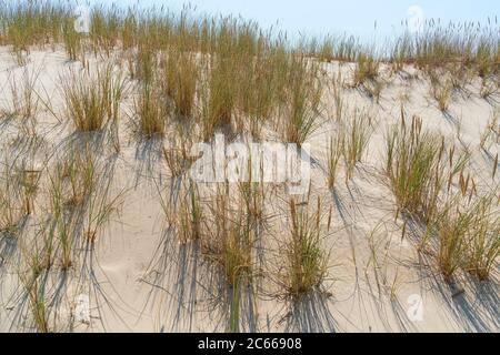 Pologne, parc national slovène, dune de Czolpino, herbe Banque D'Images