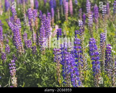 fleurs de lupins violets dans le champ. Lupins bleu vif et violet. Plan horizontal concept Cottagecore et Farmcore. Banque D'Images