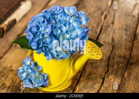 Hortensia bleu, arrosoir décoratif peut comme vase, fond en bois, encore la vie Banque D'Images