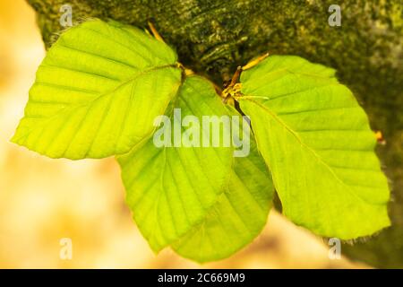 Jeunes feuilles de hêtre, Fagus sylvatica, gros plan Banque D'Images