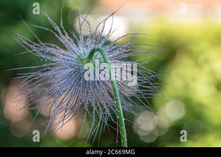 Gousses de fruits décolorées d'une fleur de pasque, Pulsatilla vulgaris, gros plan Banque D'Images