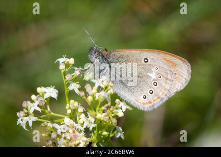 Coenonympha glycérion (papillon de la lande de châtaignier / Rotbraunes Wiesenvögelchen) Banque D'Images