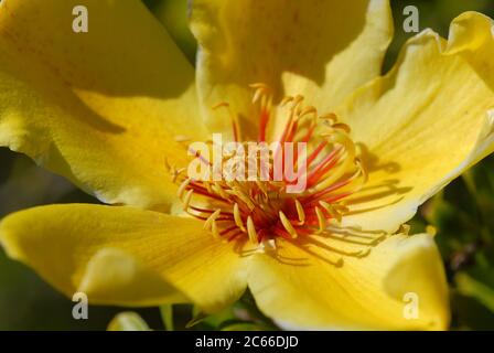 Fleur jaune vif de l'arbre Kapok natif, Cochlospermum gillivraei, sur l'île Magnetic, Queensland, Australie Banque D'Images