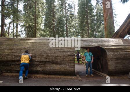 Sequoia National Park en Californie, USA Banque D'Images