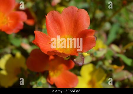 Rose de mousse, également connu sous le nom de Purslane ou Portulaca, gros plan d'une fleur orange unique avec des étamines jaunes. Banque D'Images