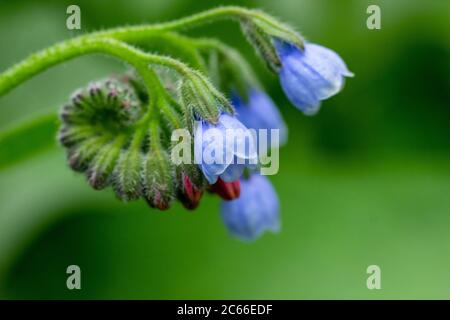 Photo macro de beau le petit bleu oubliez-moi pas les fleurs. Fleurs bleues sur fond vert Banque D'Images