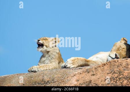 Cute African lion cub (Panthera leo) pleure ou bâillonne(!) tandis que la mère de la lionne dorment au soleil à ses côtés. Banque D'Images