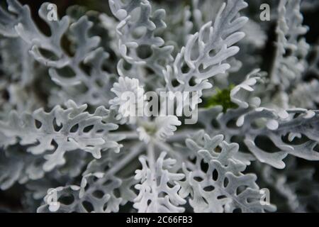 Dusty Miller alias Silver Ragwort Banque D'Images