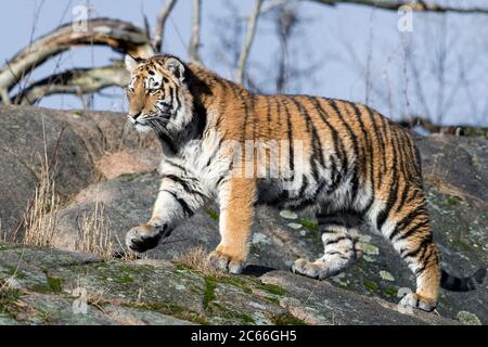 Jeune femme tigre d'Amour marchant sur des rochers Banque D'Images