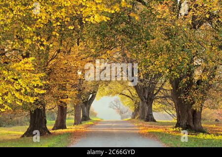 Avenue des arbres en automne au coucher du soleil, Alb souabe, Bade-Wurtemberg, Allemagne Banque D'Images