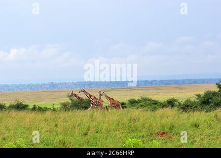 Ouganda. Parc national de la reine Elizabeth. Le troupeau de girafes dans la savane. Afrique Banque D'Images