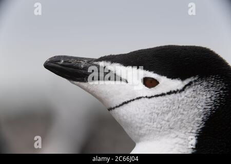 Manchot de collier (Pygoscelis antarctique) sur l'île de Signy, les Shetlands du Sud, l'Antarctique Banque D'Images