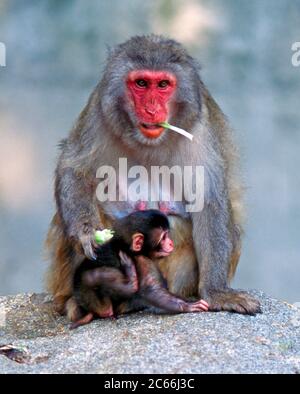 Mère singe neige avec bébé sur le rock, macaque japonais Banque D'Images