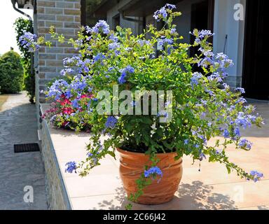Colatier à fleurs bleu pâle, Plumbago auriculata, plante en pot sur le patio, été Banque D'Images