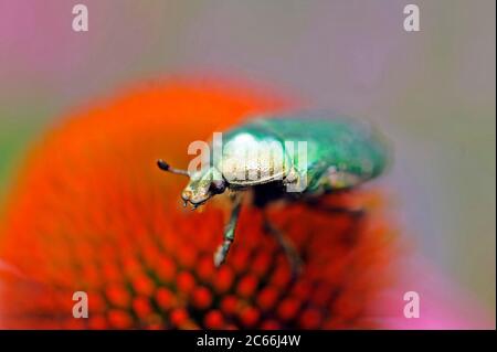 Green Rose Chafer, Cetonia aurata, sur conefellower violet Banque D'Images