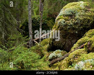 Europe, Suède, Smaland, Parc national de Norra Kvill, rochers de granit, forêt de pins Banque D'Images