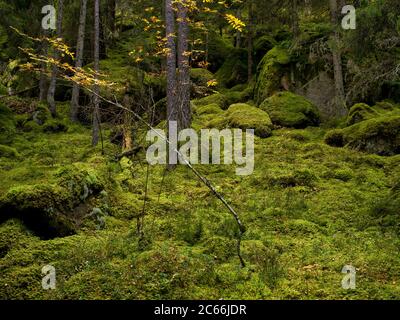 Europe, Suède, Smaland, Parc national de Norra Kvill, rochers de granit, forêt de pins Banque D'Images