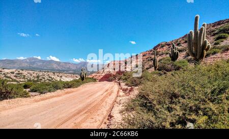 Cactus dans le désert de cactus poussant sur la route de terre, Argentine Banque D'Images