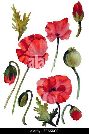 Aquarelle de fleurs de coquelicots et d'illustrations de bourgeons Banque D'Images