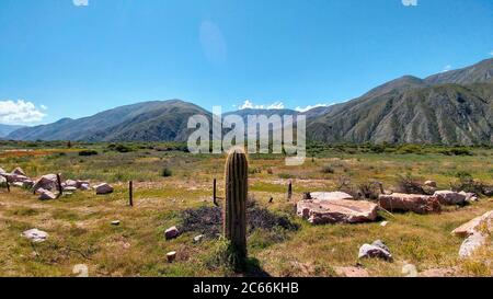 Cactus sur un pré avec des montagnes en arrière-plan, Argentine Banque D'Images