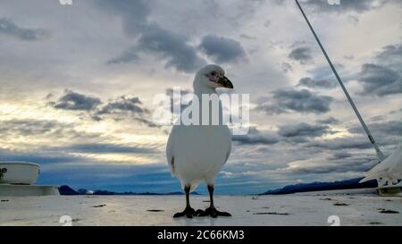 Mouette assise sur un bateau, Ushuaia, Argentine Banque D'Images