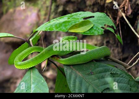 Otter de bambou à lèvres blanches (Trimeresurus cf. Albolabris), Chiang Dao, Thaïlande Banque D'Images