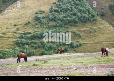 Chevaux et ânes paître dans les contreforts de la montagne du Caucase Banque D'Images