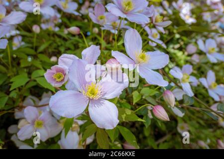 Fleurs clématis Clematis, (Clematis montana), forme ornementale de clématis de montagne, plante grimpant, Bavière, Allemagne, Europe Banque D'Images