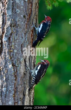 Deux Sapsucker à poitrine rouge 'phyrapicus ruber', oiseaux grimpant sur un cèdre de l'île de Vancouver Colombie-Britannique, Canada. Banque D'Images