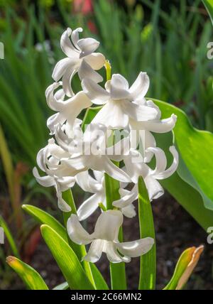 Jacinthe de jardin blanche, jacinthe (jacinthus), famille des asperges (asperges) Banque D'Images