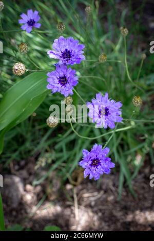 Catananche caerulea, fleur bleue avec un centre sombre dans le jardin en juillet Banque D'Images